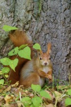 Eurasian squirrel (Sciurus vulgaris), sitting at the foot of a tree, surrounded by leaves, Germany