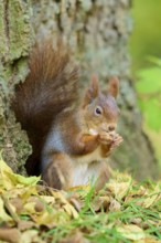 Eurasian squirrel (Sciurus vulgaris), enjoying a nut next to a tree trunk, surrounded by autumn
