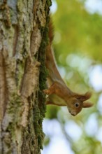 Eurasian squirrel (Sciurus vulgaris), climbing upside down on a tree, surrounded by green nature,