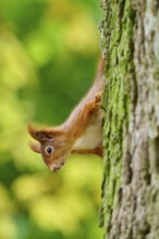 Eurasian squirrel (Sciurus vulgaris), peering upside down from a tree into a living forest, Germany