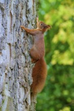 Eurasian squirrel (Sciurus vulgaris), clinging to a tree trunk, surrounded by greenery, Germany