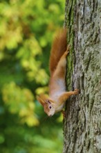 Eurasian squirrel (Sciurus vulgaris), vivaciously climbing a tree upside down, framed by autumn