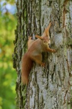 Eurasian squirrel (Sciurus vulgaris), climbing sideways on a tree with an expressive gaze, Germany