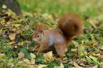 Eurasian squirrel (Sciurus vulgaris), running along the ground between yellow leaves and green