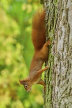 Eurasian squirrel (Sciurus vulgaris) climbing a tree upside down in an autumn environment, Germany