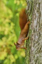 Eurasian squirrel (Sciurus vulgaris), climbing attentively upside down on a tree, Germany