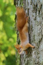 Eurasian squirrel (Sciurus vulgaris), showing skilful agility while climbing upside down on a tree