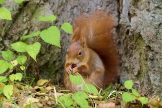 Eurasian squirrel (Sciurus vulgaris), sitting on a tree trunk, nibbling on a nut in autumn forest,