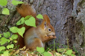 Eurasian squirrel (Sciurus vulgaris), snacking on a nut, surrounded by green and autumnal foliage,