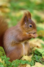 Eurasian squirrel (Sciurus vulgaris), sitting on the ground and holding something in its paws