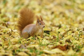 Eurasian squirrel (Sciurus vulgaris), sitting attentively in autumn leaves with tail erect, Germany