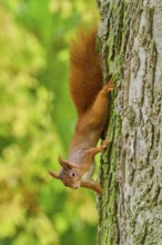Eurasian squirrel (Sciurus vulgaris), climbing upside down on a tree trunk in an autumn forest,