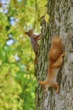Eurasian squirrel (Sciurus vulgaris), two squirrels climbing up and down a large tree trunk in the
