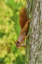 Eurasian squirrel (Sciurus vulgaris), climbing headfirst down a tree trunk, Germany
