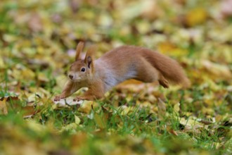 Eurasian squirrel (Sciurus vulgaris), leaping briskly over the ground covered with autumn leaves,