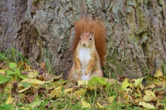 Eurasian squirrel (Sciurus vulgaris), sitting in front of a tree trunk on autumn leaves and looking