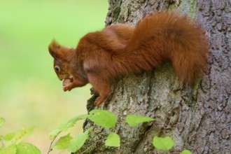 Eurasian squirrel (Sciurus vulgaris), holding and looking at a nut while standing on a tree trunk,