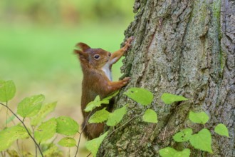 Eurasian squirrel (Sciurus vulgaris), climbing up a tree trunk, surrounded by leaves, Germany