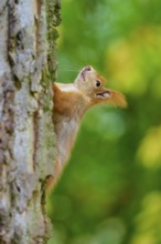 Eurasian squirrel (Sciurus vulgaris), climbing up a tree trunk, surrounded by green foliage,