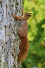 Eurasian squirrel (Sciurus vulgaris), exploring the tree trunk, surrounded by a green backdrop,
