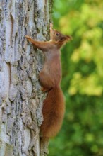 Eurasian squirrel (Sciurus vulgaris), in a climbing pose on a tree trunk in the forest, Germany