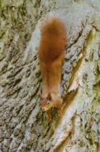 Eurasian squirrel (Sciurus vulgaris), looking down from above, on a structured tree trunk, Germany