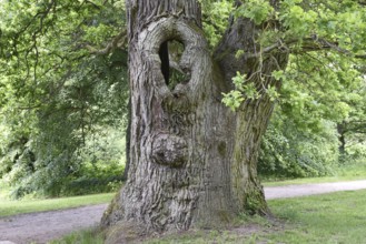 Old English oak, German oak, Eichenbrüder, (Quercus robur) in Putbus Castle Park, Rügen,