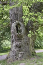 Old English oak, German oak, Eichenbrüder, (Quercus robur) in Putbus Castle Park, Rügen,