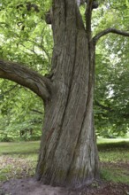 Horse chestnut (Aesculus hippocastanum) in Putbus Castle Park, Rügen, Mecklenburg-Western