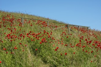 Flowering poppies on the slopes of Kåseberga ridge, Kåseberga, Ystad municipality, Skåne county,
