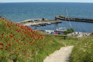 Blooming poppies on the slopes of Kåseberga ridge, and path leading down to Kåseberga harbor, Ystad