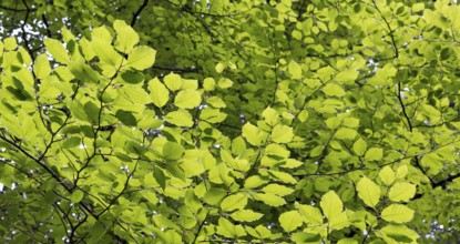 Beech forest, branches with green leaves in the sun, forestry, Mondseeland, Salzkammergut, Upper