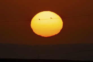 Two birds sitting on a power line in front of the rising sun, Frankfurt am Main, Hesse, Germany