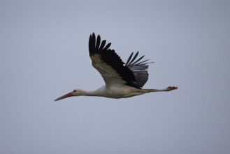 A stork in flight