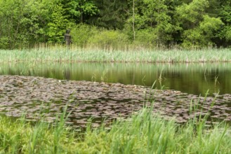 Frau Holle pond in the GEO nature park Park Frau Holle Land am Meissner, low mountain range,
