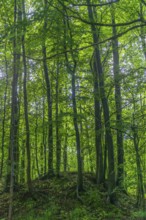 GEO nature park Park Frau Holle Land am Meissner, deciduous forest on hill with deadwood, low