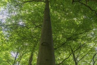 GEO nature park Park Frau Holle Land am Meissner, view upwards to the treetops, deciduous forest,