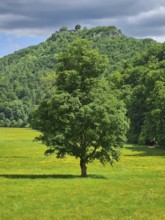 A large tree on a green meadow in front of a wooded range of hills under a dramatic sky, Bad Urach
