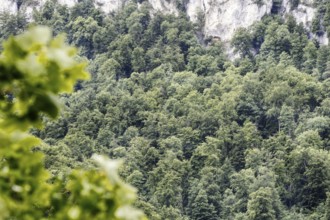 Dense green forest in front of a stony rock face that rises into the sky, Bad Urach