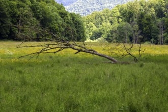 A fallen tree on a green meadow, surrounded by a forest and a cloudy sky, Bad Urach