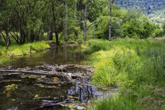 A tranquil river course through a green forest with lush grasses on the banks, Bad Urach