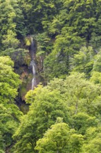 The Urach waterfall, which flows through a dense, green forest, framed by trees, Bad Urach