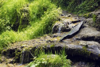 At the foot of the Urach waterfall, moss-covered rocks amidst green vegetation, Bad Urach