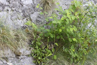 Green plants grow between stony surfaces, Neidlingen, Baden-Württemberg