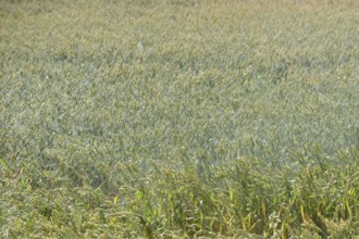 Artificial rain... Irrigation of a wheat field, wheat field during a drought summer, hot summer,