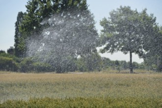 Record summer... Irrigation wheat field, sprinkler wagon watering a wheat field in midsummer,