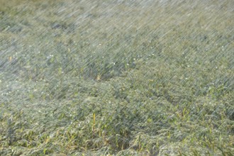 Cool wet... Irrigation (record summer, heatwave summer 2018), artificial irrigation of a grain