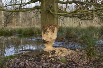 Feeding traces... Beaver (Castor fiber), tree (oak) gnawed by the beaver, typical hourglass shape,