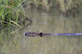 Successful reintroduction... European beaver (Castor fibre) swimming through a body of water lying