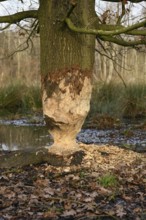 The beaver was there... Nibbled oak (Fagus sylvatica) at the edge of a body of water, gnaw marks of